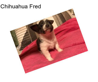 Chihuahua Fred