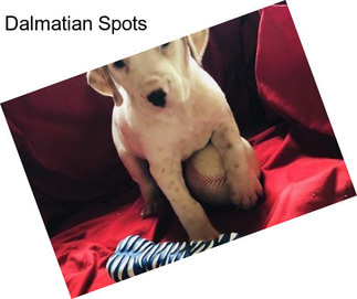 Dalmatian Spots