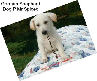 German Shepherd Dog P Mr Spiced