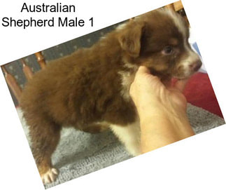 Australian Shepherd Male 1