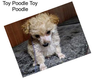 Toy Poodle Toy Poodle