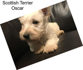 Scottish Terrier Oscar