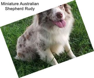 Miniature Australian Shepherd Rudy