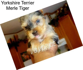 Yorkshire Terrier Merle Tiger