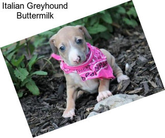Italian Greyhound Buttermilk
