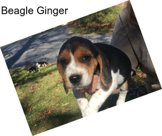 Beagle Ginger