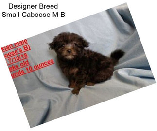 Designer Breed Small Caboose M B