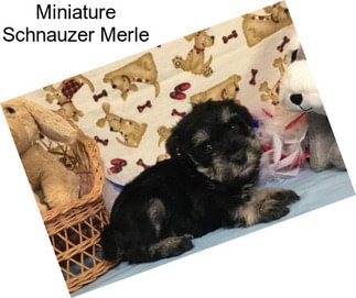 Miniature Schnauzer Merle