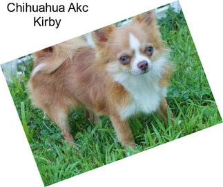 Chihuahua Akc Kirby