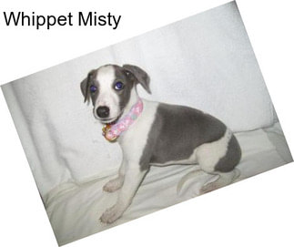 Whippet Misty