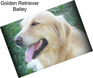 Golden Retriever Bailey