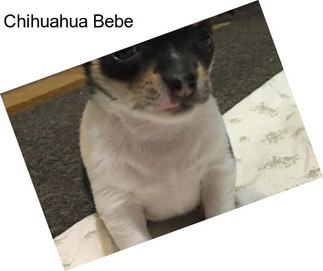 Chihuahua Bebe