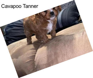 Cavapoo Tanner