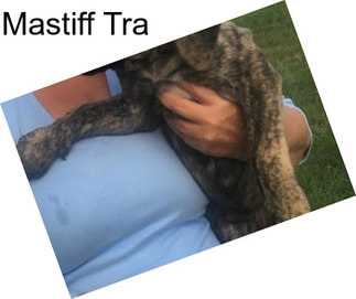 Mastiff Tra