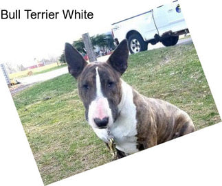 Bull Terrier White