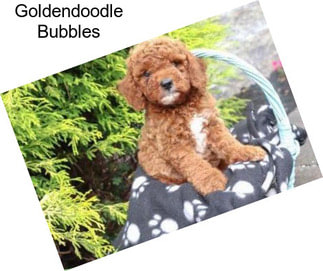 Goldendoodle Bubbles