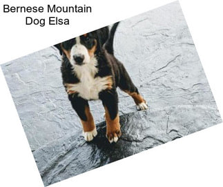 Bernese Mountain Dog Elsa