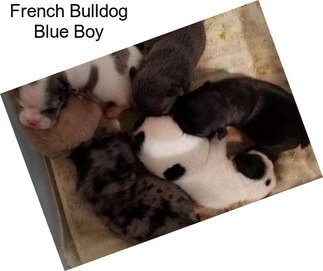 French Bulldog Blue Boy