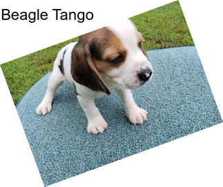 Beagle Tango