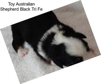 Toy Australian Shepherd Black Tri Fe