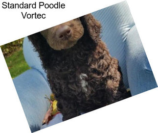 Standard Poodle Vortec