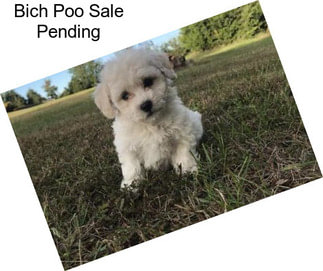 Bich Poo Sale Pending