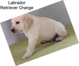 Labrador Retriever Orange