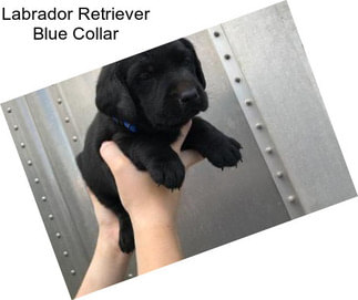 Labrador Retriever Blue Collar