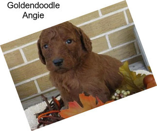 Goldendoodle Angie