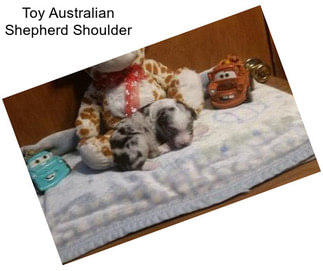 Toy Australian Shepherd Shoulder