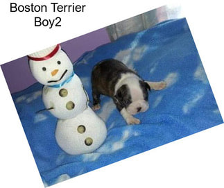 Boston Terrier Boy2