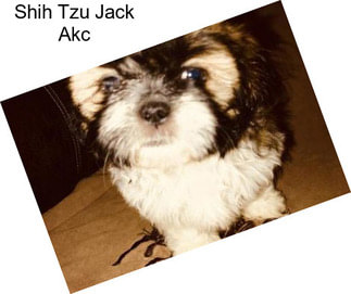 Shih Tzu Jack Akc