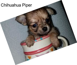 Chihuahua Piper