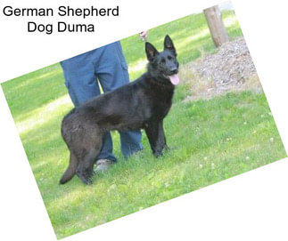 German Shepherd Dog Duma