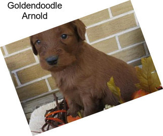 Goldendoodle Arnold