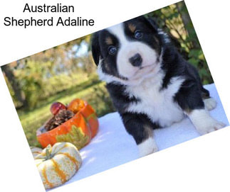 Australian Shepherd Adaline