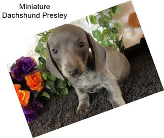 Miniature Dachshund Presley