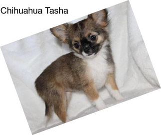 Chihuahua Tasha