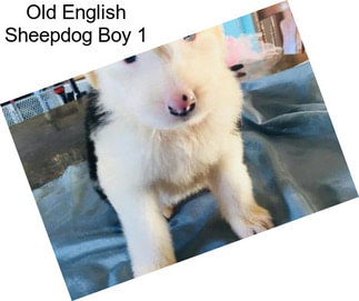 Old English Sheepdog Boy 1