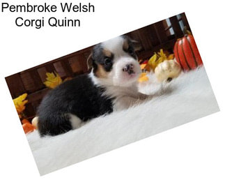 Pembroke Welsh Corgi Quinn