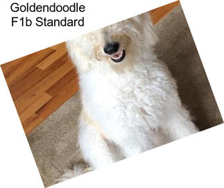 Goldendoodle F1b Standard