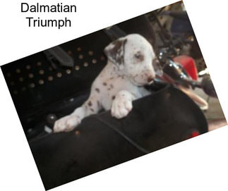 Dalmatian Triumph