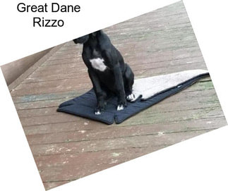 Great Dane Rizzo