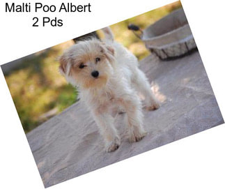 Malti Poo Albert 2 Pds