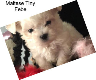 Maltese Tiny Febe