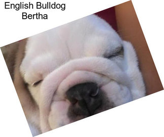 English Bulldog Bertha