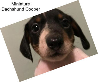 Miniature Dachshund Cooper