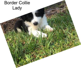 Border Collie Lady