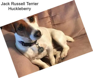 Jack Russell Terrier Huckleberry