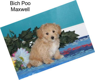 Bich Poo Maxwell